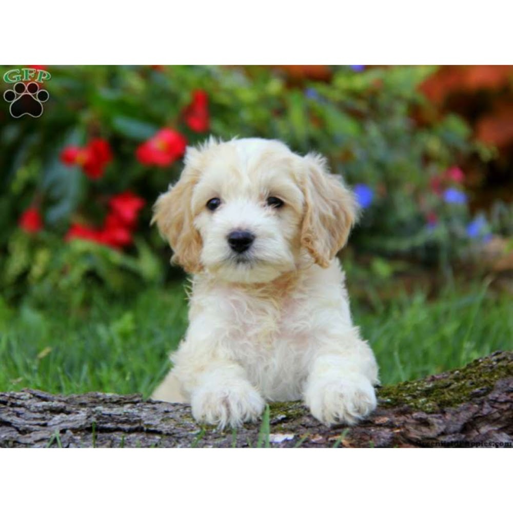 Meet your Posher, Lynn